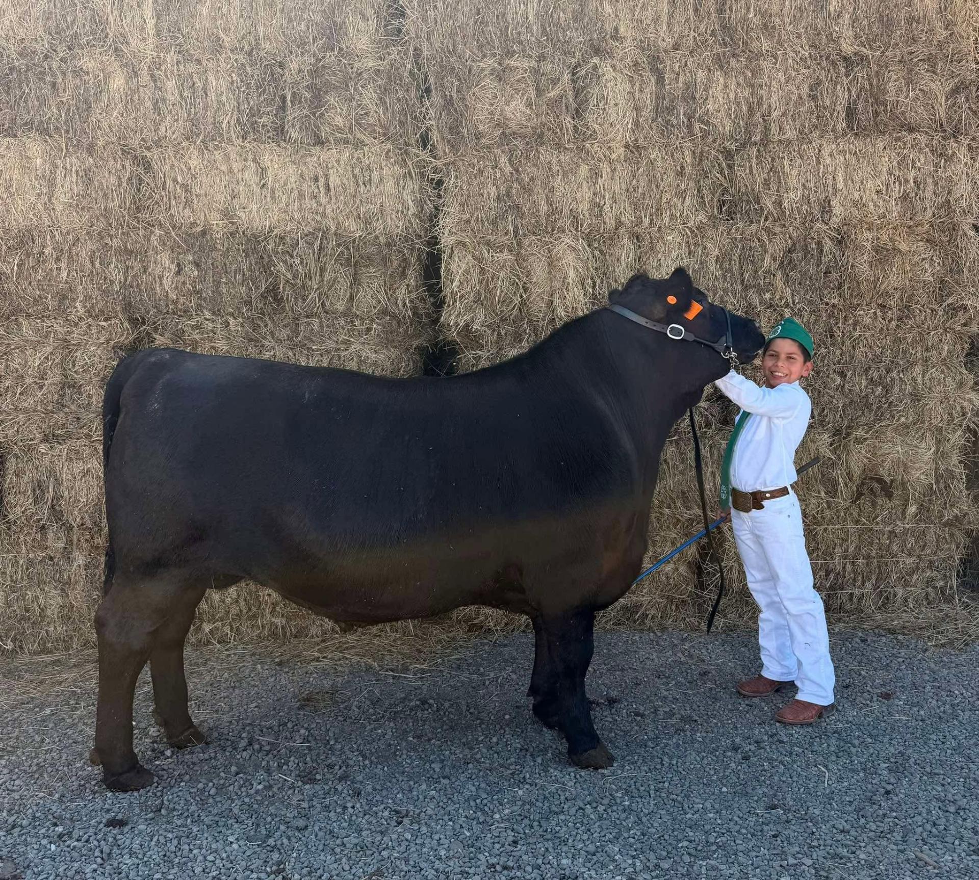 4-H youth showman standing with his market steer at the Solano County Fair