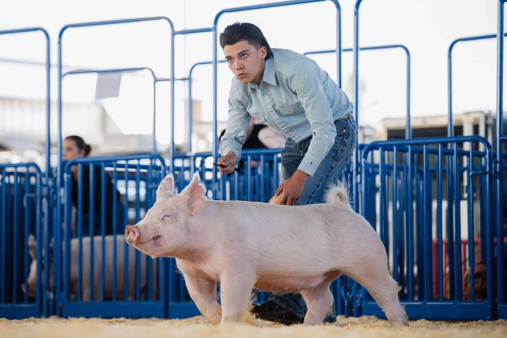 Teen exhibitor guiding his market hog through the show ring